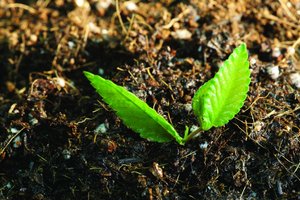 技术全方位解析